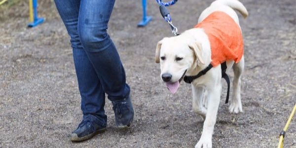 سگ گردانی جرم است و پلیس برابر قانون با آن برخورد می‌کند