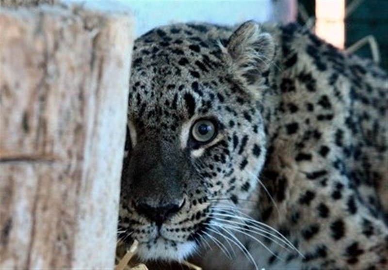 حمله پلنگ به یک رأس الاغ در اشکورات رودسر