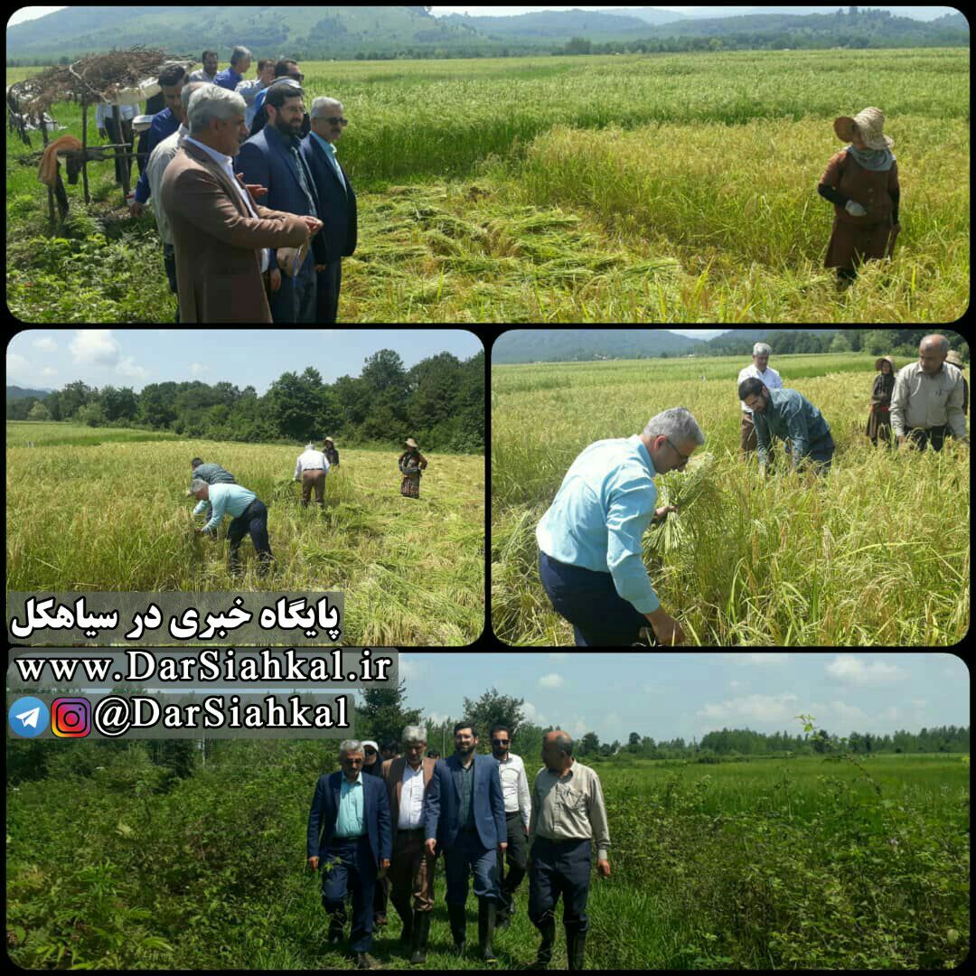 اولین خوشه‌های برنج در روستای چالشم سیاهکل برداشت شد