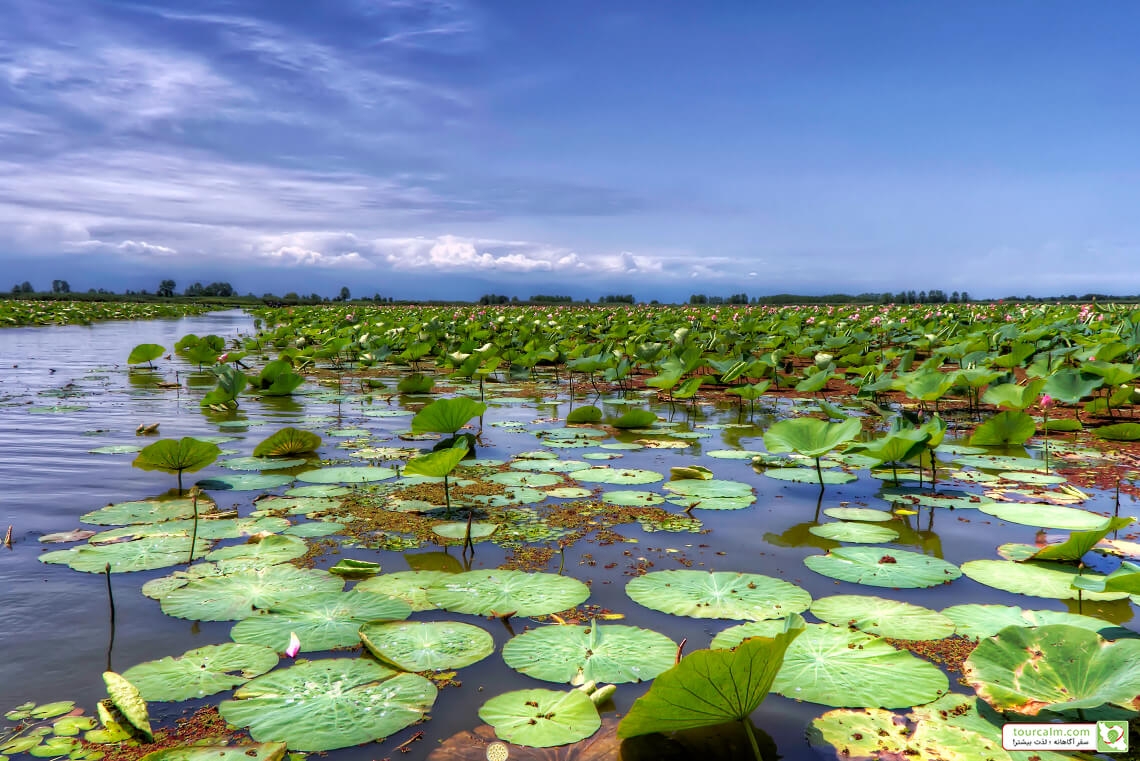 بایوجمی تأییدیه ستاد توسعه فناوری نانو را نگرفت/ موج شکن اجازه نمی‌دهد آب دریا به تالاب بریزد