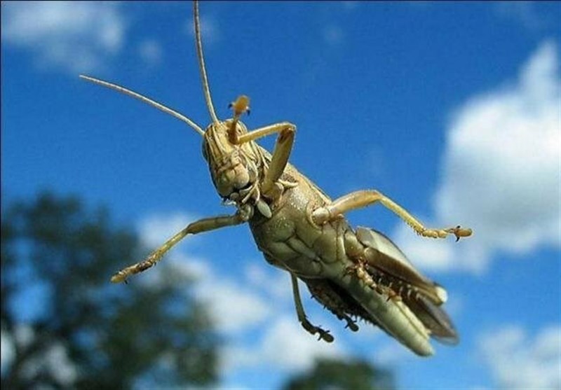 حمله ملخ‌های مراکشی به روستای جلیسه دیلمان خسارتی نداشت