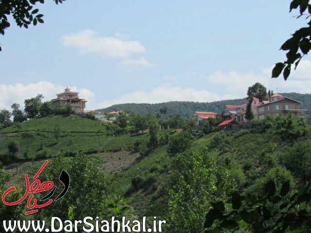 گزارشی تلخ از زمین‌های آبا و اجدادی سیاهکلی‌ها/ باغات فروخته‌شده چای سیاهکل در انتظار گران‌تر شدن