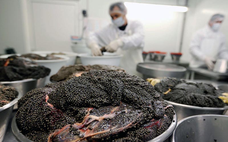 استحصال خاویار برای نخستین بار در سیاهکل