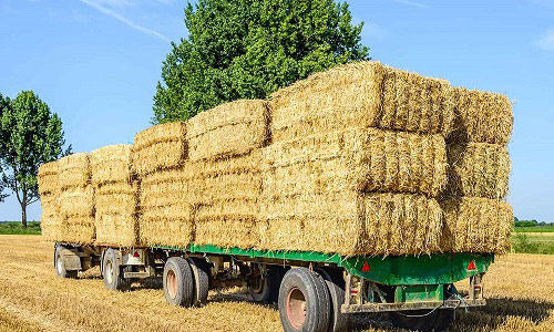 اتحادیه دامداران گیلان کاه و کلش را خریداری می‌کند