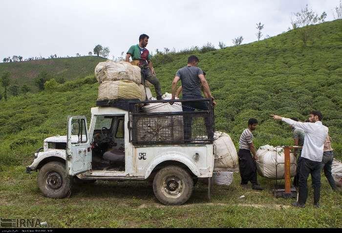 ۷۰ درصد مطالبات چای‌کاران سیاهکلی پرداخت شد