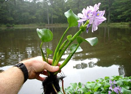 پاک‌سازی ۳۰۰۰ مترمربعی عرصه آبی سیاهکل از گیاه سنبل آبی/ سنبل آبی در رودخانه‌های سیاهکل وجود ندارد