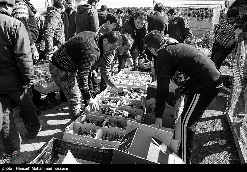 پایش بازار‌های محلی سیاهکل/ با خریداران و فروشندگان پرندگان وحشی برخورد قاطع می‌شود