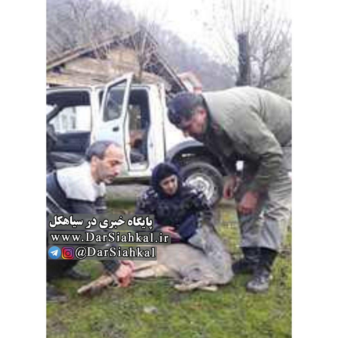 بچه شوکای بازیگوش سیاهکل، رهاسازی شد + عکس