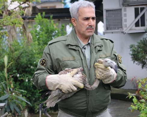 کشف سه قطعه فلامینگوی زنده از یک منزل مسکونی در رشت!