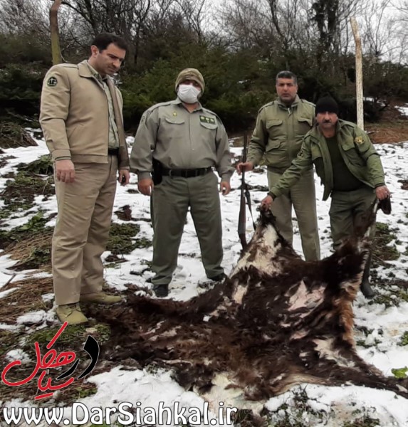 شکارچی مرال در دام مأموران حفاظت محیط‌زیست سیاهکل