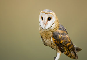 از زنده گیری جوجههای جغد انبار و انتقال آن به آتشنشانی و محیطزیست اکیداً خودداری کنید