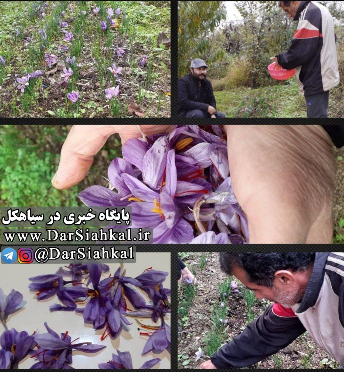 برداشت طلای سرخ در روستای کلاهدوزمحله بخش مرکزی سیاهکل + تصاویر