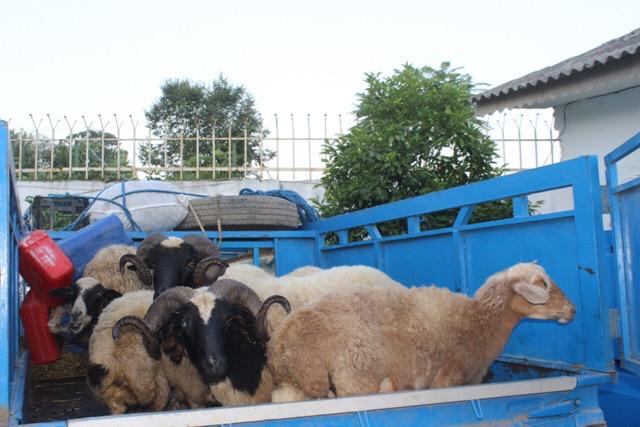 کشف ۱۵ رأس گوسفند فاقد مجوز حمل درسیاهکل