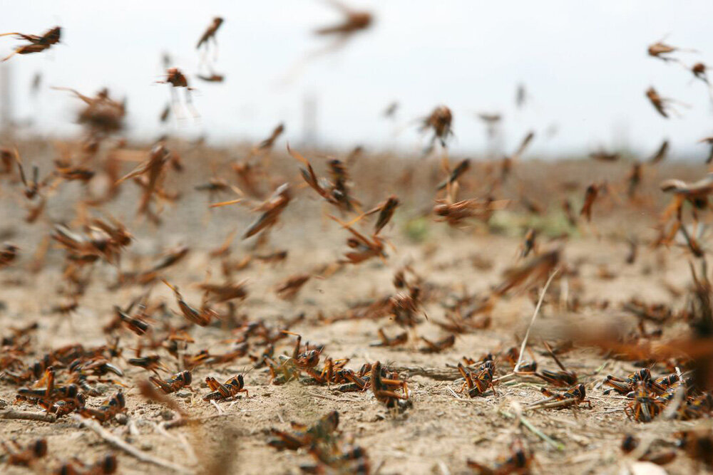 مبارزه با ملخ سیاه مراکشی در دیلمان