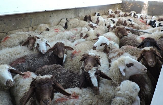 توقیف دام‌های بدون مجوز در سیاهکل