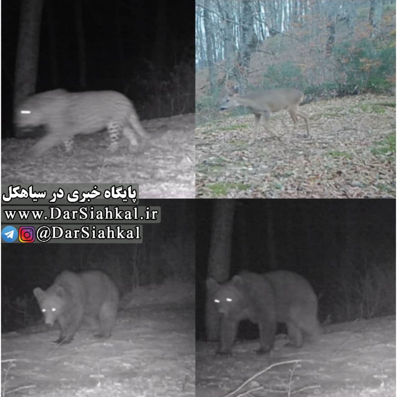 ثبت تصاویر شگفت انگیز از تنوع زیستی کم نظیر در منطقه شکار ممنوع دیلمان و درفک