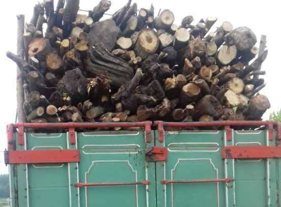 چوبهای قاچاق در سیاهکل به مقصد نرسید