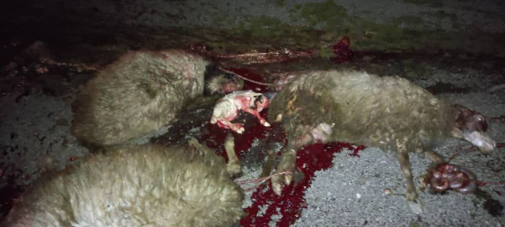 تلف شدن ۳۰ گوسفند در دیلمان بر اثر برخورد کامیون