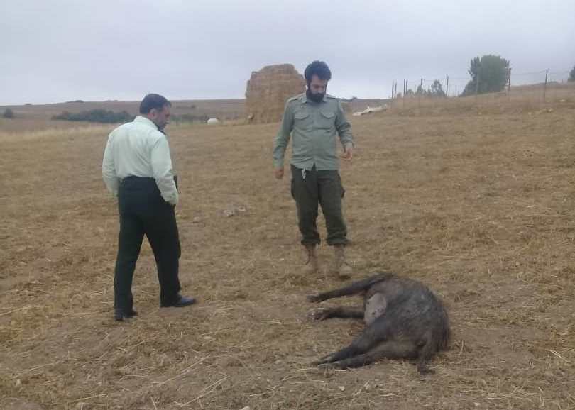 دستگیری شکارچی غیرمجاز ۵ راس گراز وحشی در سیاهکل + تصاویر