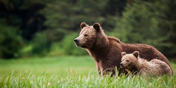 خرسهای قهوهای در سیاهکل دیده شدند