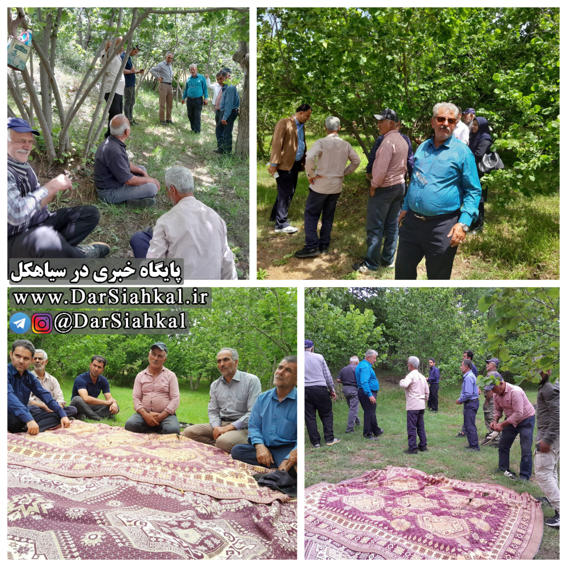 برگزاری روز انتقال یافته های محصول فندق در روستای گولک
