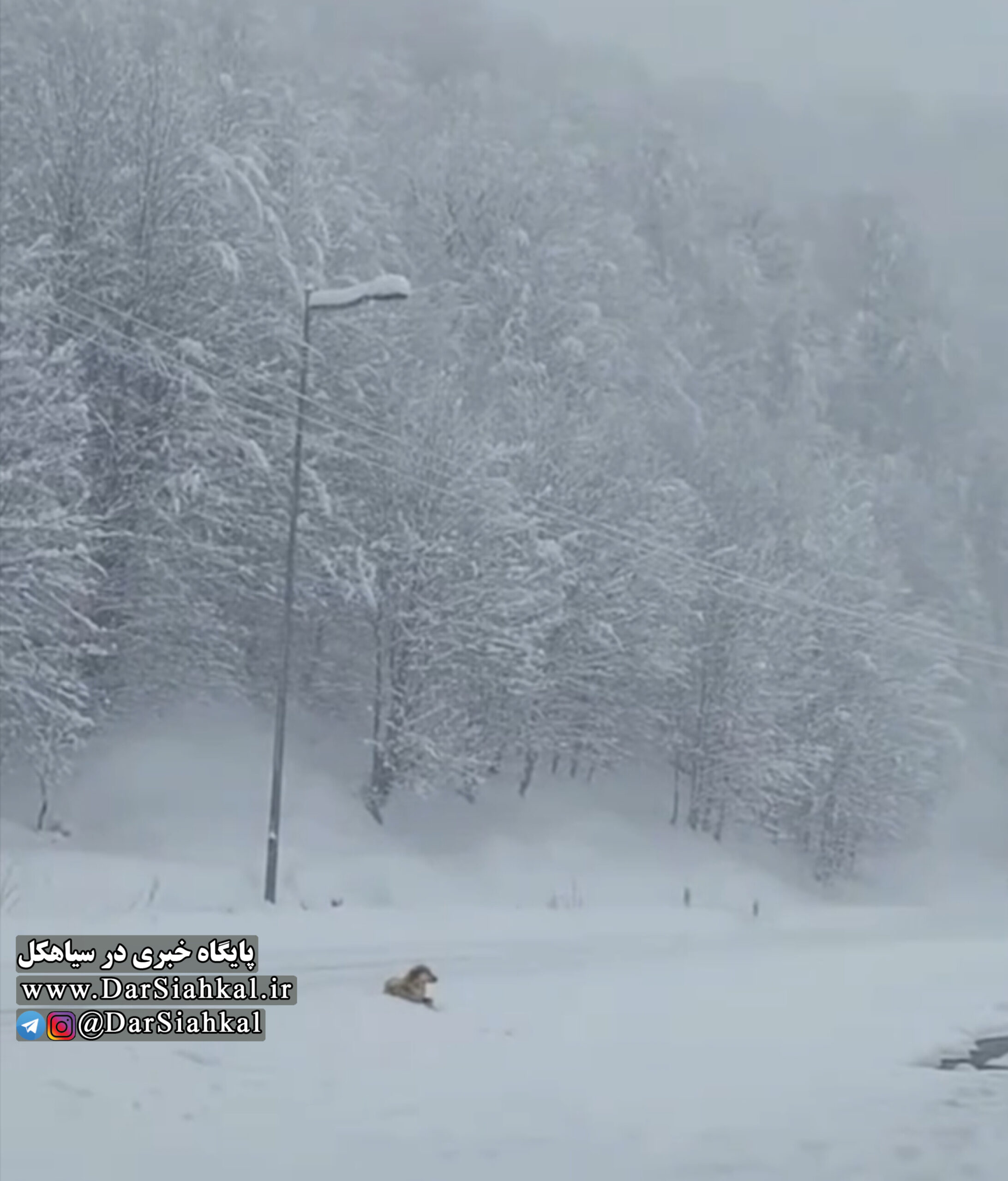 ارتفاع برف در محور سیاهکل به دیلمان به ۶۰ سانتی متر رسید
