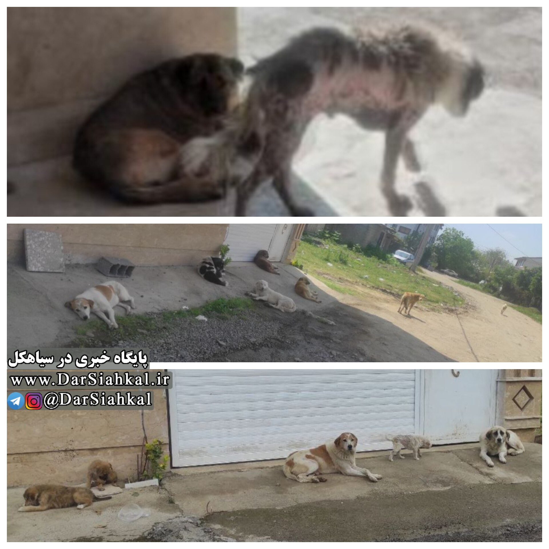 اعلام جرم دادستان علیه شهردار فومن به دلیل عدم جمع‌آوری سگ‌های ولگرد