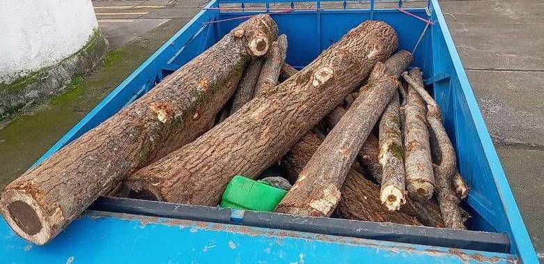 قاچاقچیان چوب در سیاهکل زمین گیر شدند