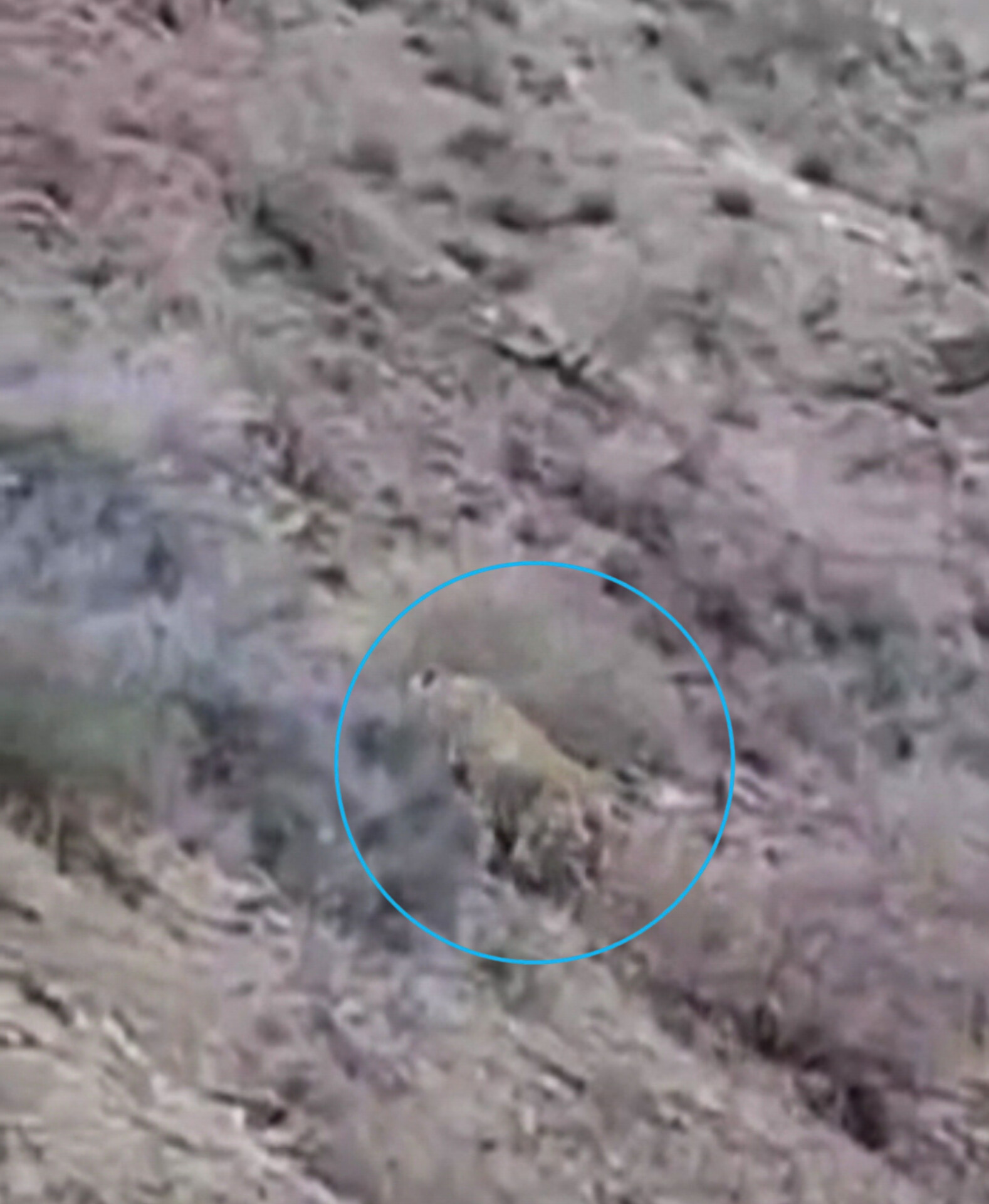 تصویر برداری پلنگ در قاب دوربین یک شهروند گیلانی در منطقه جیرنده رودبار + فیلم