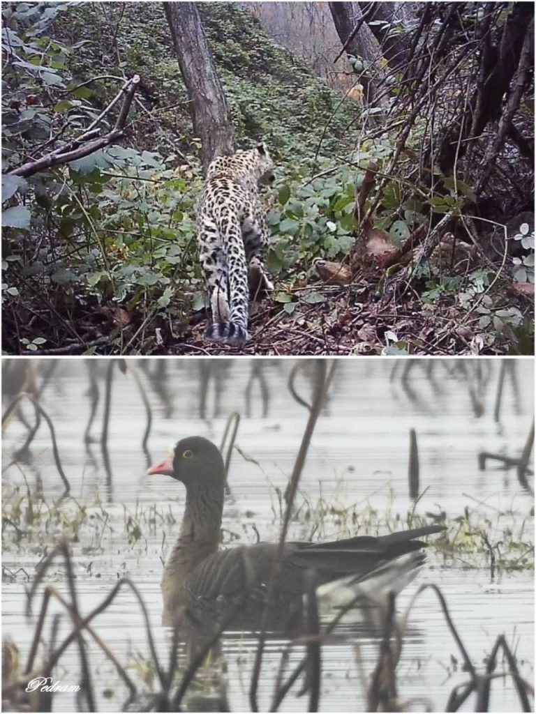 مشاهده یک قلاده پلنگ در اشکورات رودسر و غاز پیشانی سفید رو به انقراض در تالاب انزلی + تصاویر