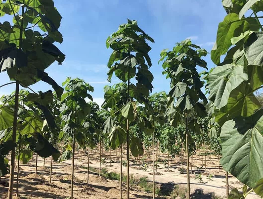 قطع ۲۰ اصله درخت مهاجم پائولونیا در آستانه اشرفیه