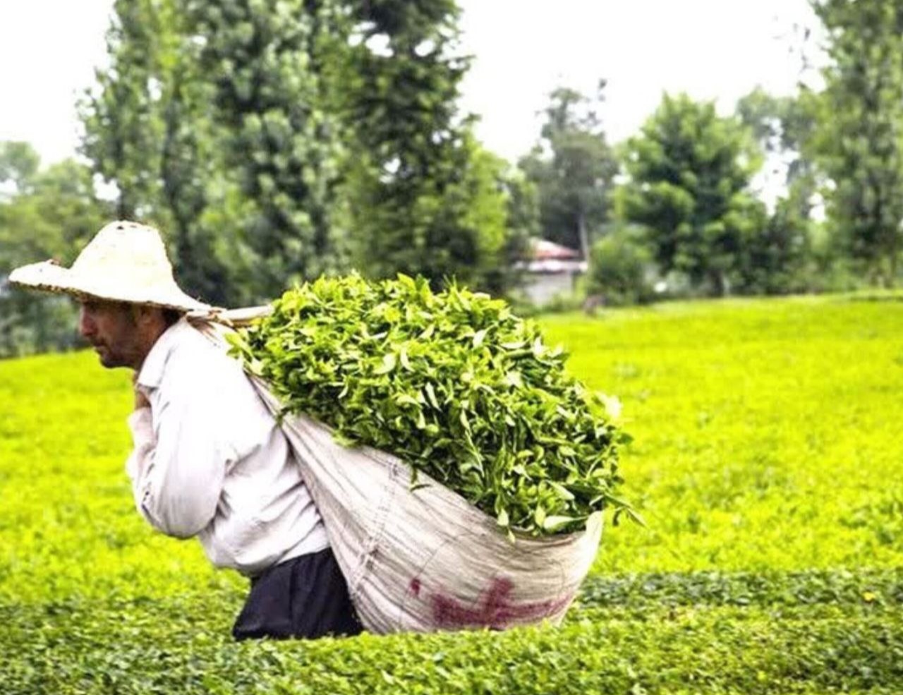 ۸۷ درصد مطالبات چایکاران شمال پرداخت شد