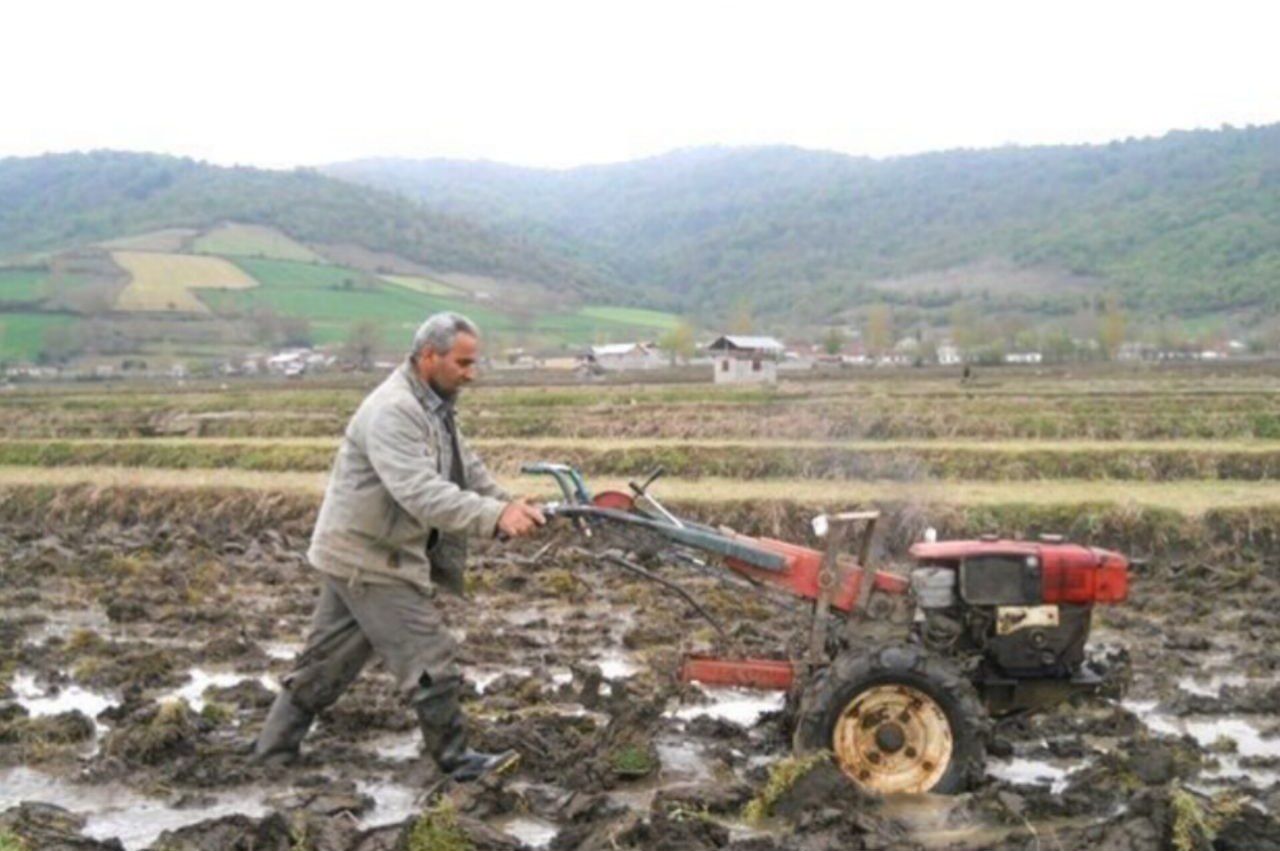 ۲۳۰۰۰ هکتار از اراضی شالیزاری گیلان شخم اولیه زده شدند