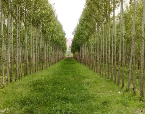 رتبه سوم گیلان در حوزه کاشت صنوبر در کشور