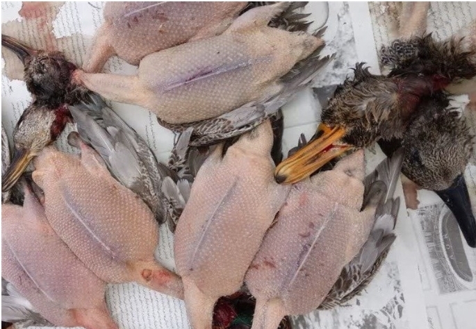 روزگار سیاه پرندگان مهاجر / سینی‌ پرندگان شکاری در بازار گیلان