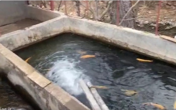 «رودبار» سرزمینی با فرصت‌های طلایی برای پرورش ماهیان سردآبی