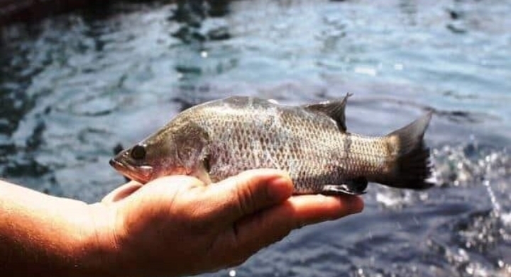 آغاز فصل جدید بازسازی ذخایر آبزیان در شیلات گیلان