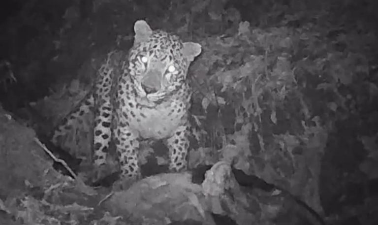 مشاهده پلنگ ایرانی در حال خوردن شکار خود در ارتفاعات جنگلی گیلان + فیلم