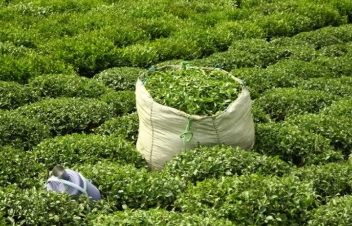 توزیع بیش از ۳ هزار تن کود باغات چای گیلان