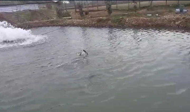 تحول معیشت روستاییان با آبزیپروری