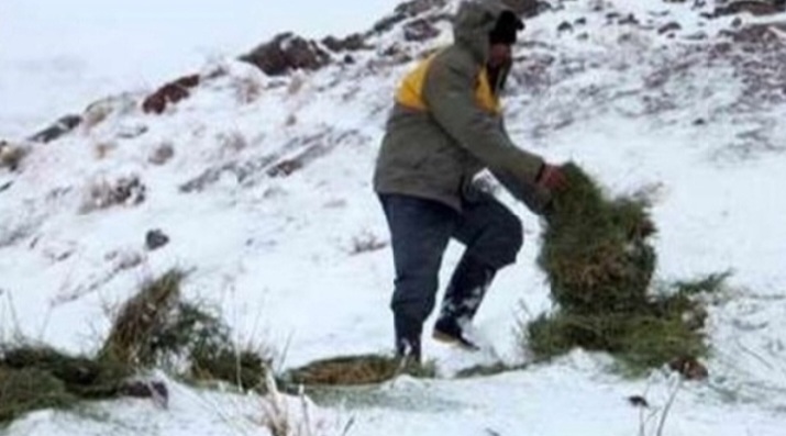 آماده باش یگان حفاظت محیط زیست گیلان برای محافظت از حیات وحش