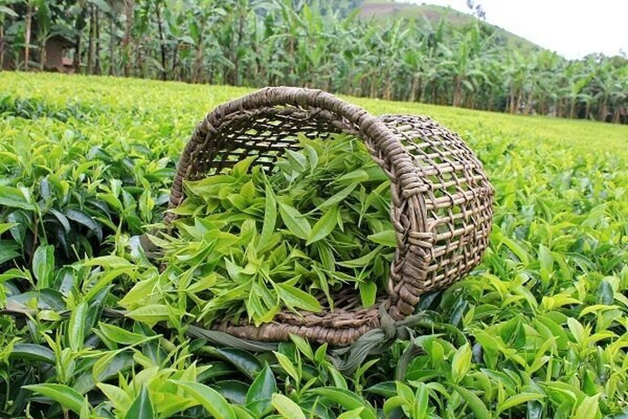 قیمت تضمینی برگ سبز چای سال ۱۴۰۴ ابلاغ شد