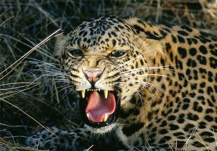 پرداخت خسارت حمله پلنگ به ۱۲ دامدار گیلانی / تلاش برای کاهش تعارضات انسانی و حفظ پلنگ ایرانی