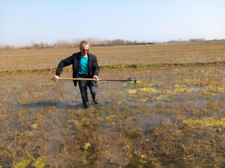 اجرای طرح جهش تولید برنج در ۱۰۰۰ هکتار از شالیزارهای گیلان؛ فاز اول در ۵ شهرستان
