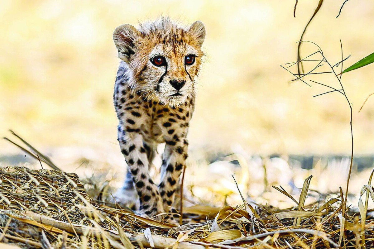 تلاش ۱۷ یوز برای بقا