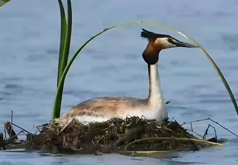 تصویربرداری از پرنده «کشیم بزرگ» در تالاب انزلی + فیلم