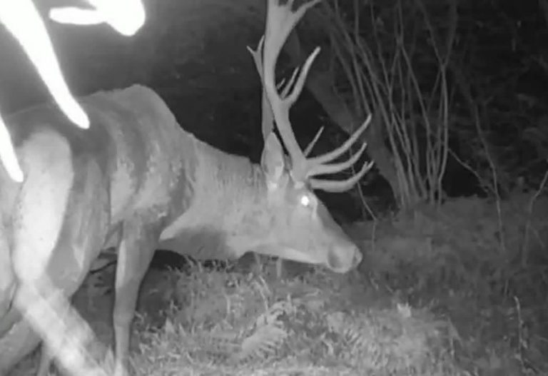 مشاهده مرال ماده و بچهاش همراه با بزرگترین مرال نر جنگل های هیرکانی گیلان + فیلم