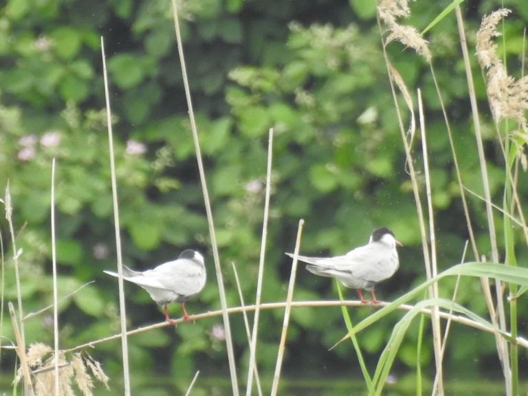 پیش قراولان پرندههای مهاجر مهمان آببندانهای املش + تصاویر