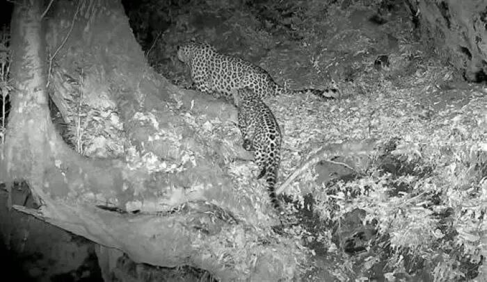 مشاهده پلنگ ماده و توله‌اش در جنگل‌های هیرکانی املش + فیلم