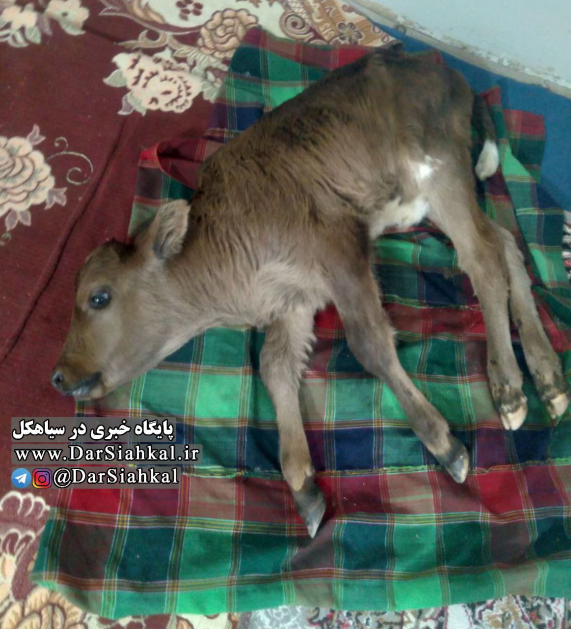 تلف شدن بیش از ۳۰۰ راس دام در روستای جلیسه بر اثر بیماری/ لزوم ورود دامپزشکی کل کشور به منطقه